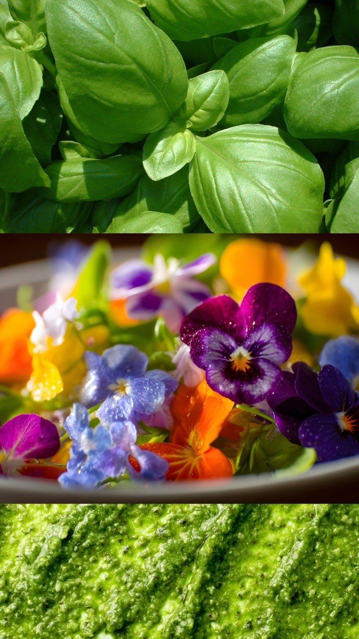 Fleurs comestibles et basilic frais